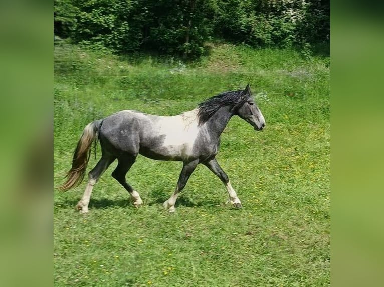 Barockpinto Hengst Tobiano-alle-Farben in Brilon