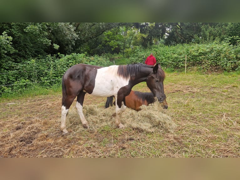 Barockpinto Hingst 1 år Pinto in Düsseldorf