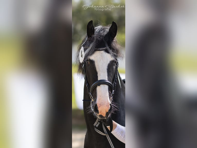 Barockpinto Hingst 4 år 161 cm Pinto in Gmünd