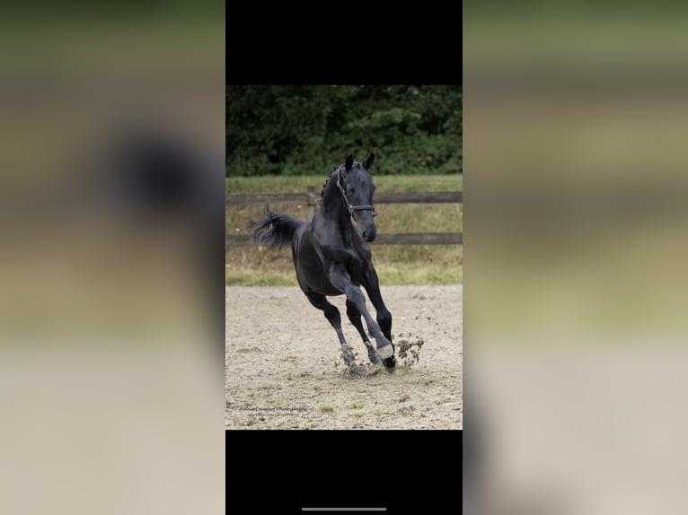 Barockpinto Hingst Föl (06/2024) 169 cm Svart in Zuidwolde