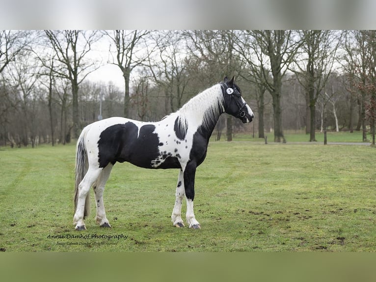 Barockpinto Hingst Föl (07/2024) Tobiano-skäck-alla-färger in Blije