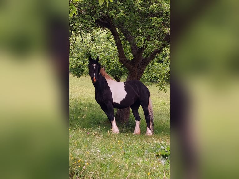 Barockpinto Stute 10 Jahre 160 cm Schecke in Pottenstein