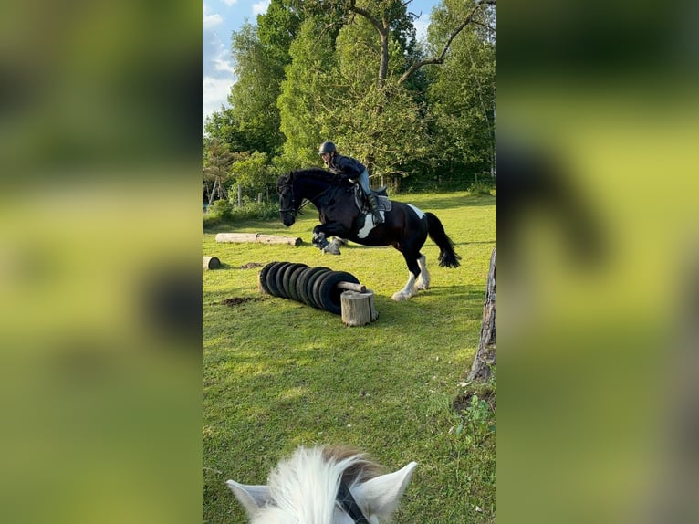 Barockpinto Stute 10 Jahre 168 cm Schecke in H&#xF6;rstenBreiholz