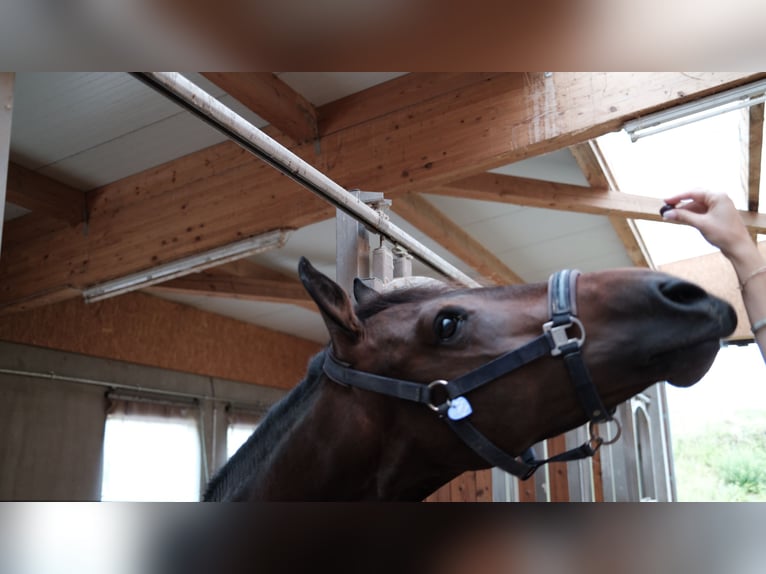 Barockpinto Stute 11 Jahre 158 cm Brauner in Zolling