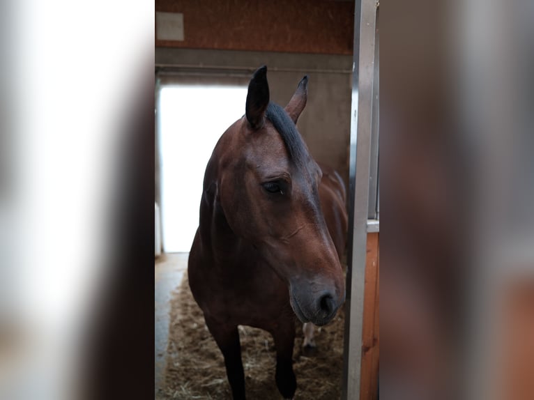 Barockpinto Stute 11 Jahre 158 cm Brauner in Zolling