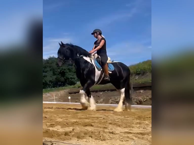 Barockpinto Stute 11 Jahre 160 cm Tobiano-alle-Farben in Mitterstroheim