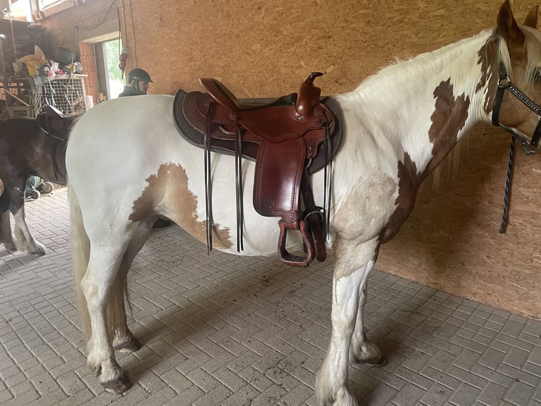 Barockpinto Stute 12 Jahre 147 cm Schecke in Homberg (Efze) Barockpinto Stute 12 Jahre 147 cm Schecke in Homberg (Efze)