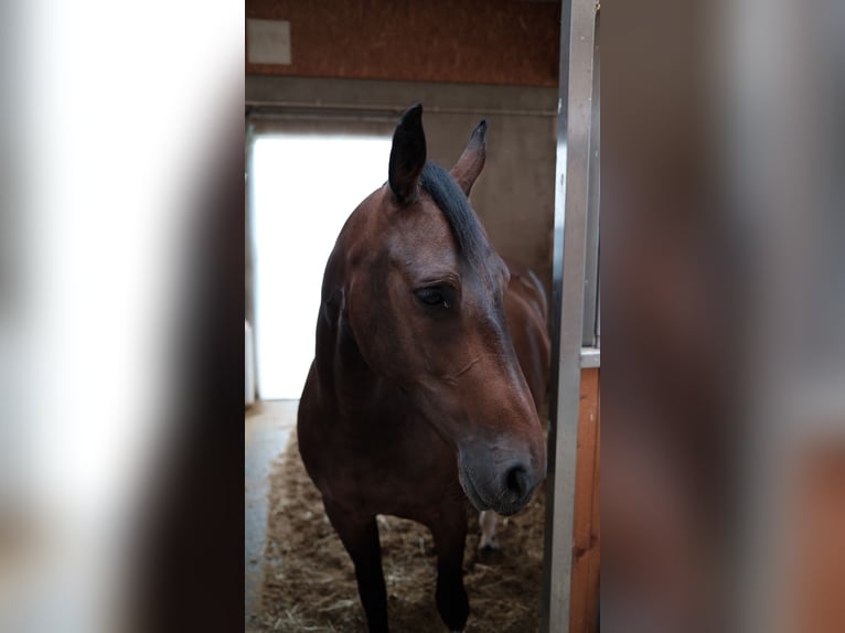 Barockpinto Stute 12 Jahre 155 cm Brauner in Freising