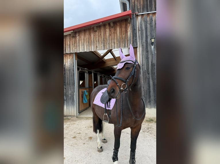 Barockpinto Stute 12 Jahre 155 cm Brauner in Freising