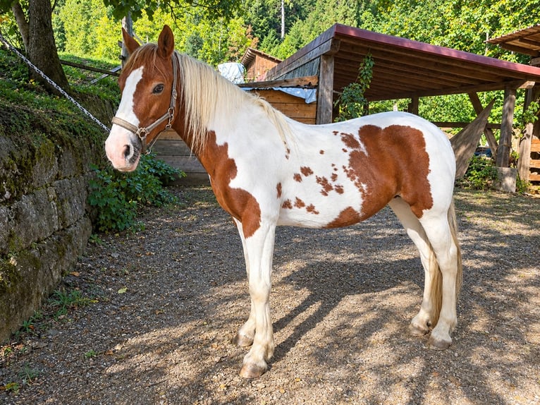 Barockpinto Stute 12 Jahre 158 cm Tobiano-alle-Farben in Zell am Harmersbach