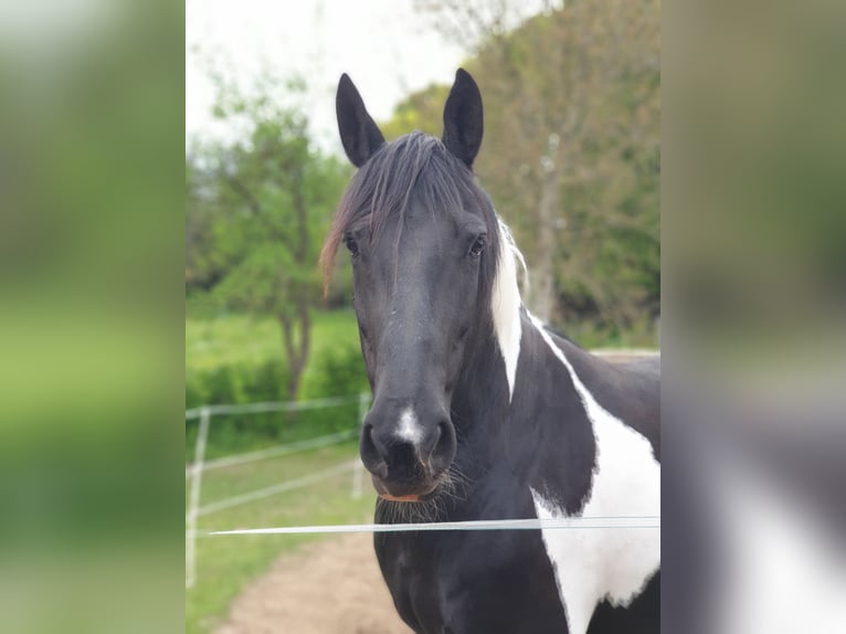 Barockpinto Stute 12 Jahre 160 cm Schecke in Kirtorf