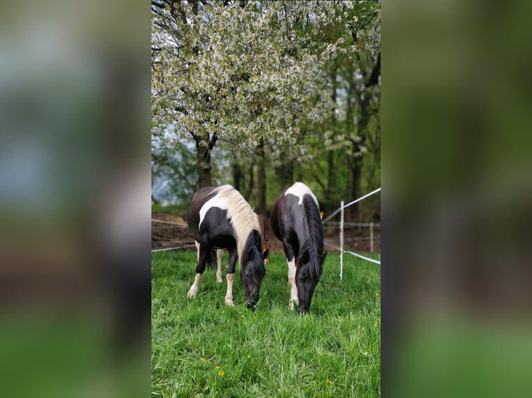 Barockpinto Stute 12 Jahre 160 cm Schecke in Kirtorf