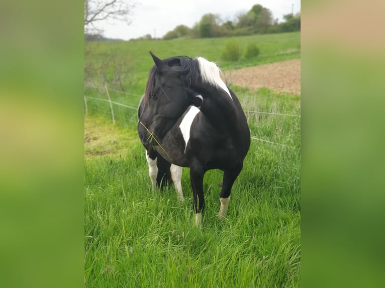 Barockpinto Stute 12 Jahre 160 cm Schecke in Kirtorf