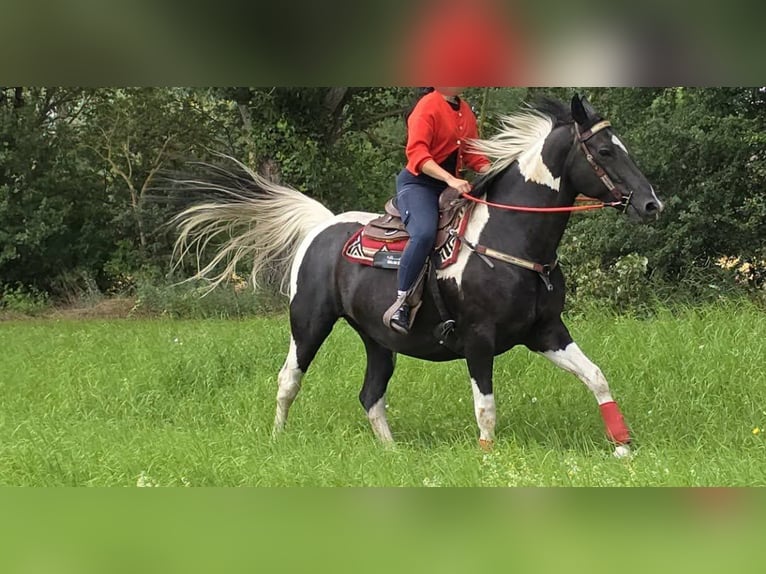 Barockpinto Stute 13 Jahre 162 cm Schecke in Linkenbach