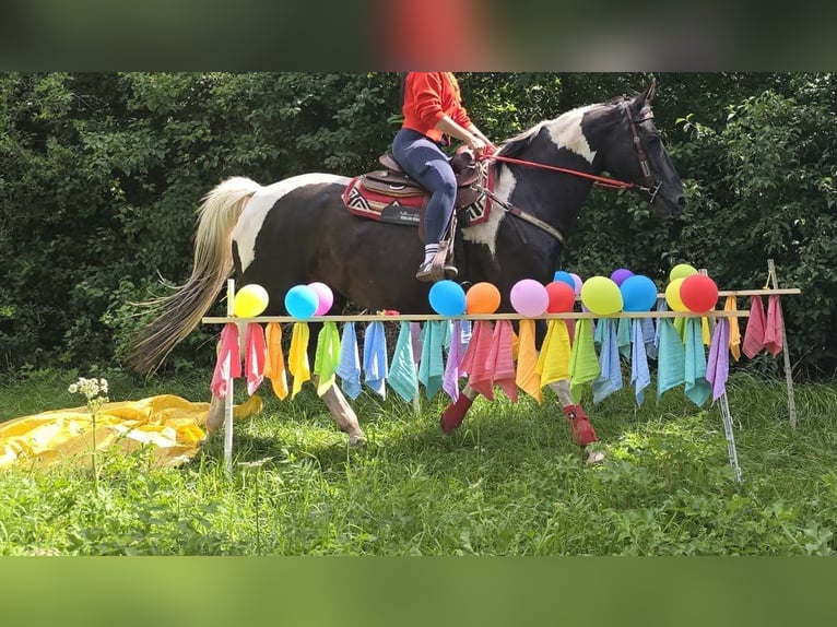 Barockpinto Stute 13 Jahre 162 cm Schecke in Linkenbach