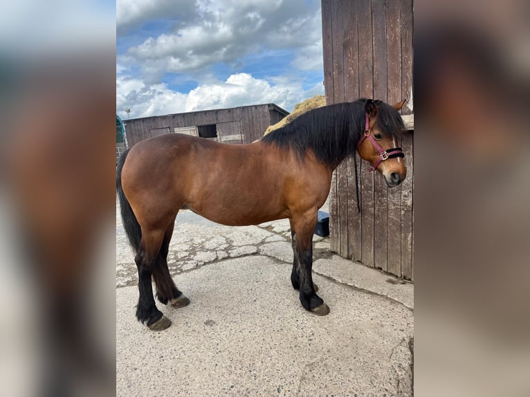 Barockpinto Mix Stute 14 Jahre 142 cm Brauner in Schauenburg