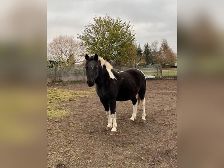 Barockpinto Stute 14 Jahre 160 cm Schecke in Falkensee