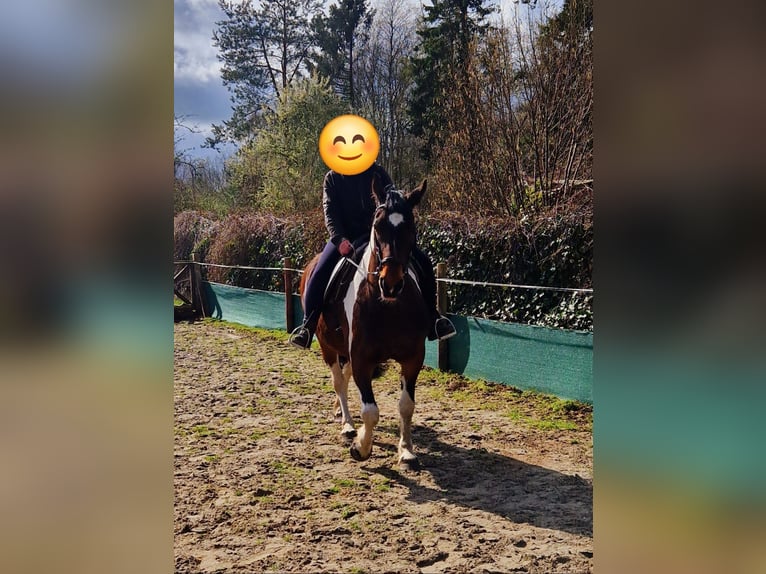 Barockpinto Stute 15 Jahre 155 cm Schecke in Westoverledingen