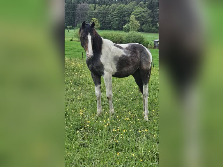 Barockpinto Mix Stute 1 Jahr 150 cm Schecke in Knasweg 39