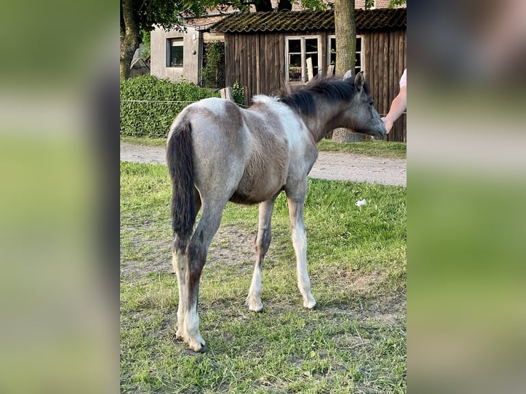 Barockpinto Stute 1 Jahr 160 cm Schecke in Aachen