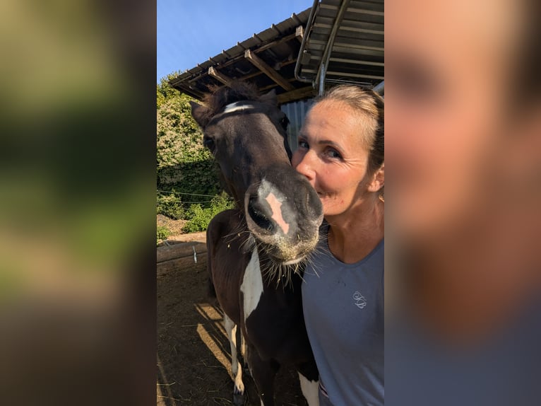 Barockpinto Stute 1 Jahr 160 cm Schecke in Engen