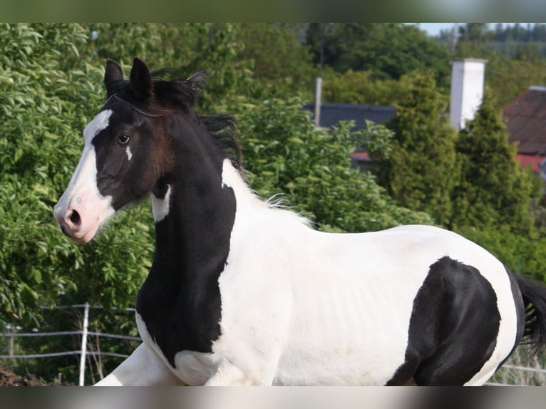 Barockpinto Stute 1 Jahr 168 cm Schecke in Bohuslavice