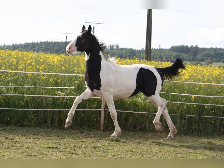 Barockpinto Stute 1 Jahr 168 cm Schecke in Bohuslavice