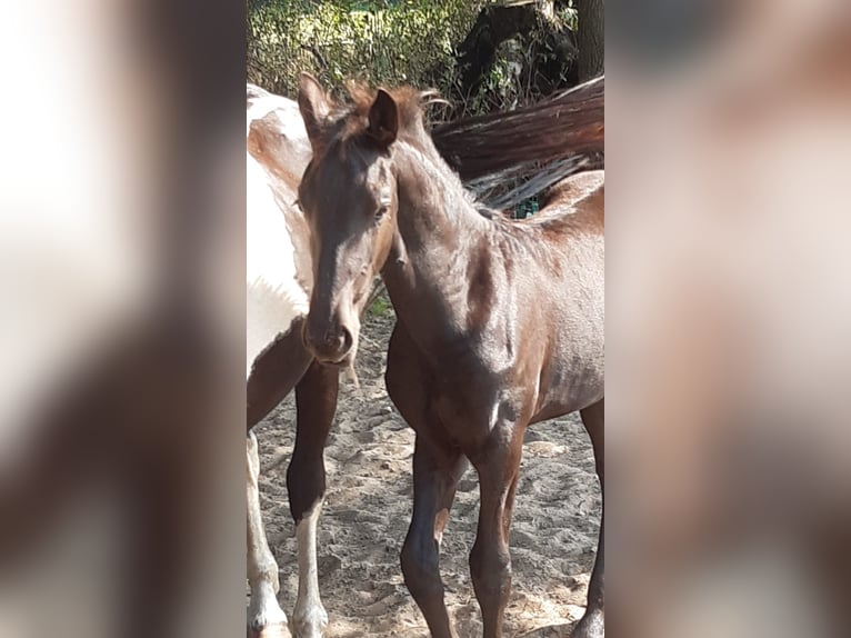 Barockpinto Stute 1 Jahr Rappe in Emlichheim