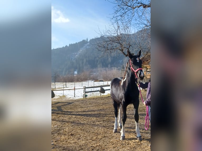 Barockpinto Stute 1 Jahr Schecke in Dorfgastein