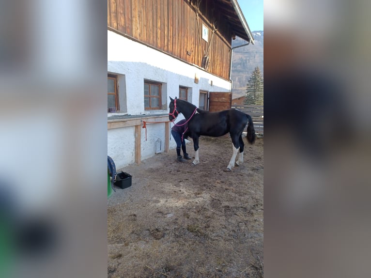 Barockpinto Stute 1 Jahr Schecke in Dorfgastein