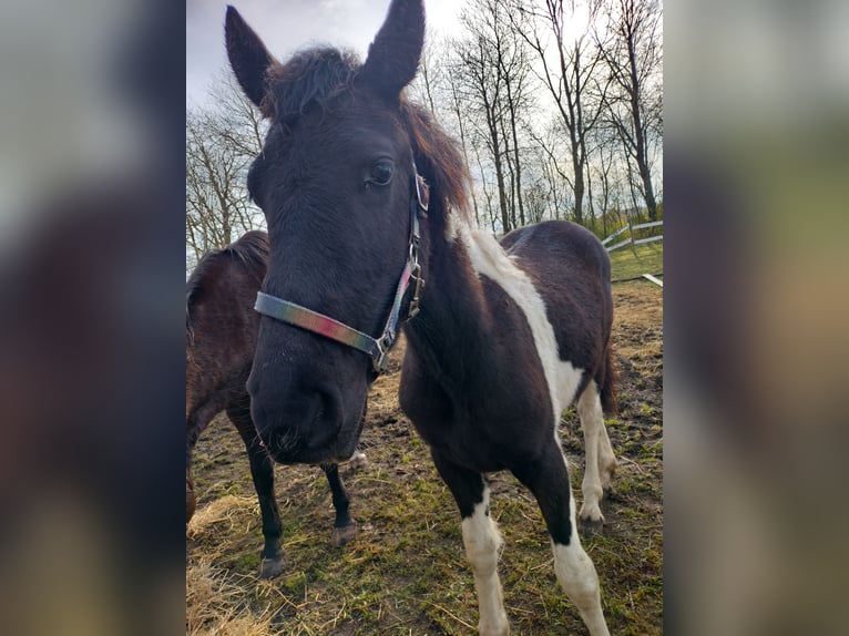 Barockpinto Stute 1 Jahr Tobiano-alle-Farben in Give
