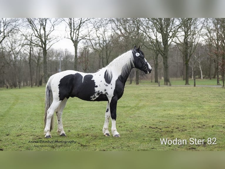 Barockpinto Stute 1 Jahr Tobiano-alle-Farben in Blije