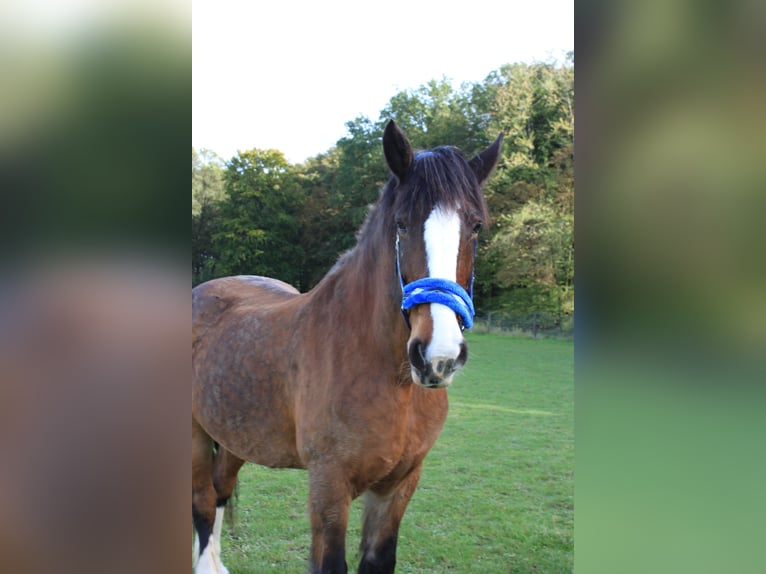 Barockpinto Mix Stute 27 Jahre 165 cm Brauner in Much