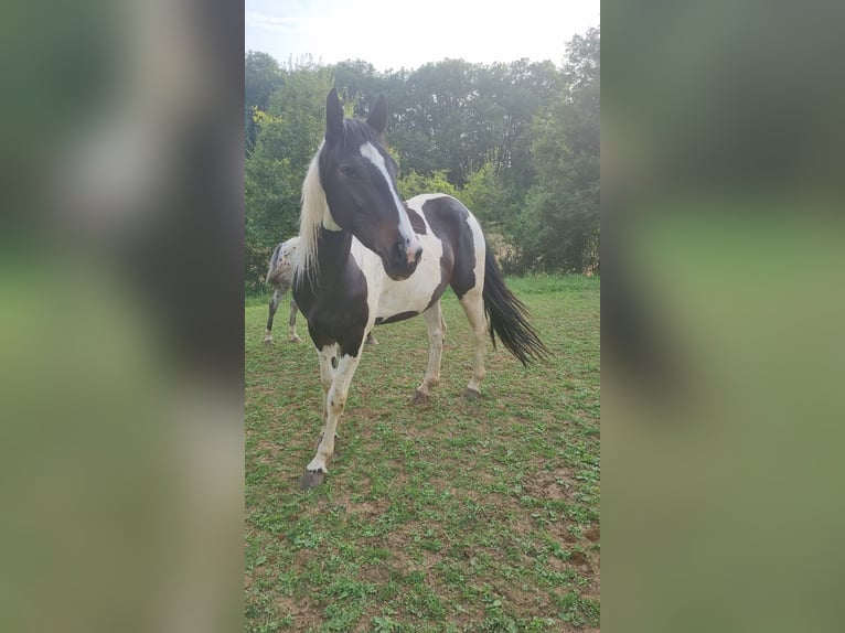 Barockpinto Stute 2 Jahre 150 cm Schecke in Schefflenz