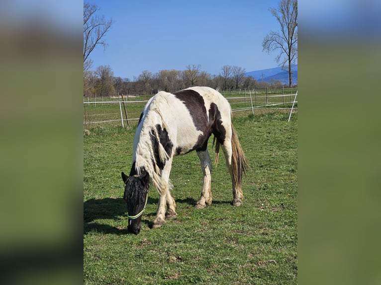 Barockpinto Stute 2 Jahre 150 cm Schecke in Schallstadt