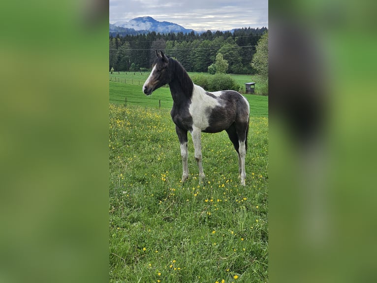 Barockpinto Mix Stute 2 Jahre 160 cm Schecke in Moosburg