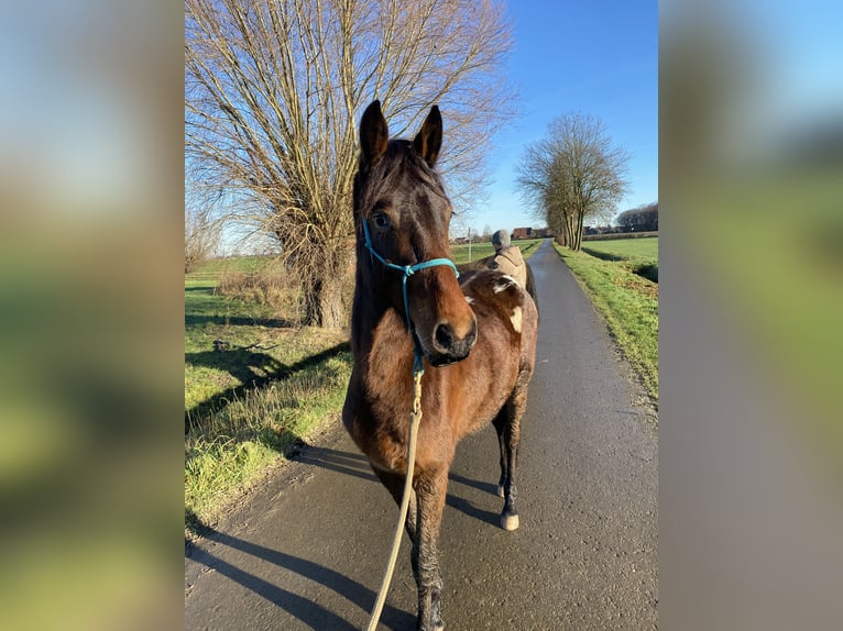 Barockpinto Mix Stute 2 Jahre 160 cm Tigerschecke in Hespe