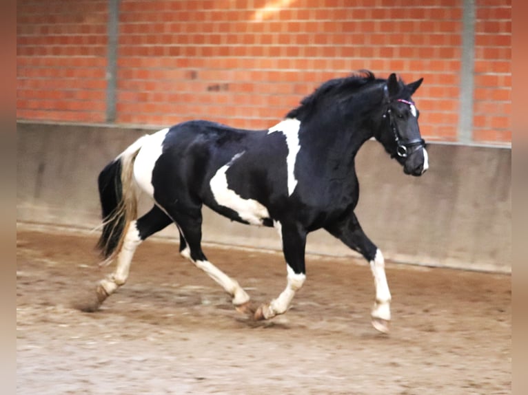 Barockpinto Stute 2 Jahre 164 cm Schecke in uelsen