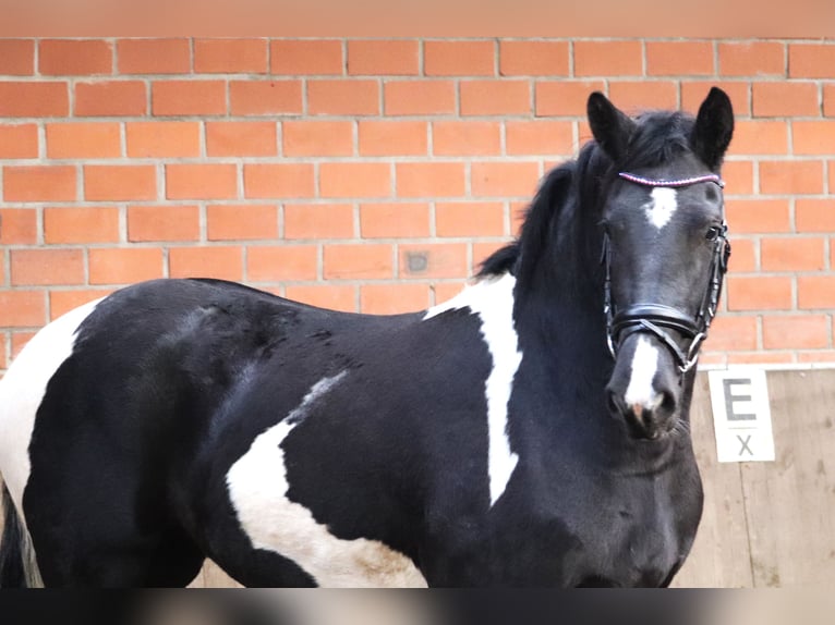 Barockpinto Stute 2 Jahre 164 cm Schecke in uelsen