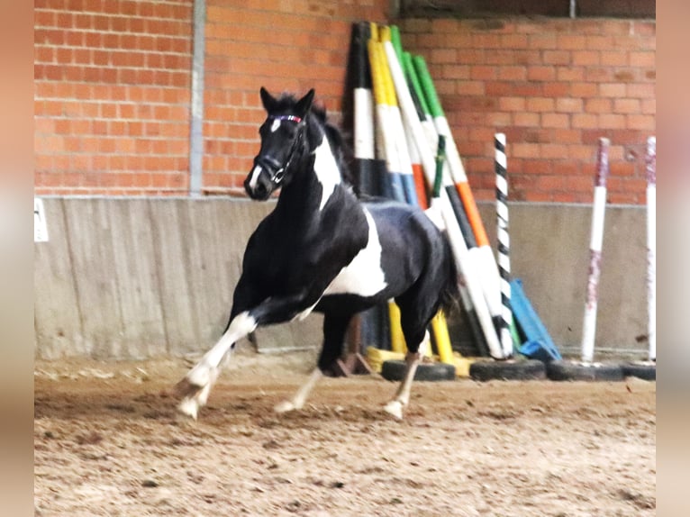 Barockpinto Stute 2 Jahre 164 cm Schecke in uelsen