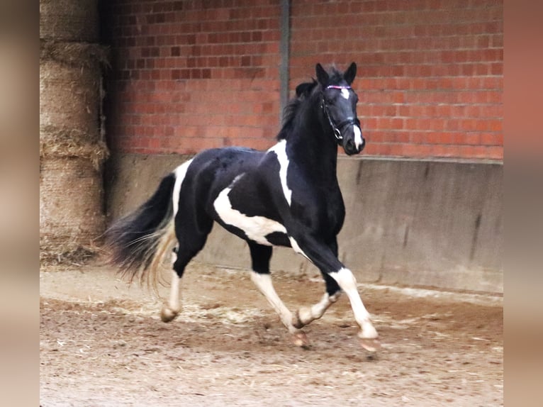 Barockpinto Stute 2 Jahre 164 cm Schecke in uelsen