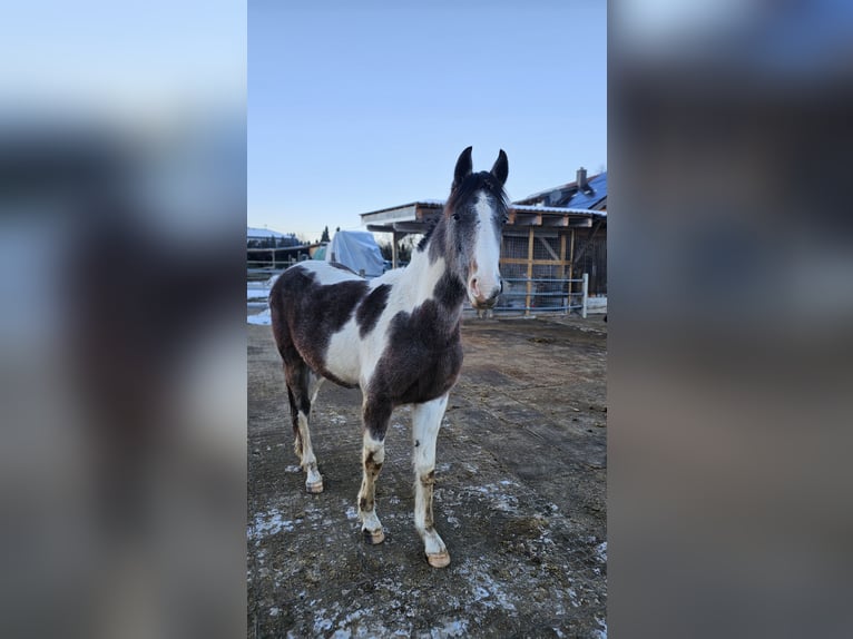 Barockpinto Mix Stute 2 Jahre 165 cm Schecke in Moosburg