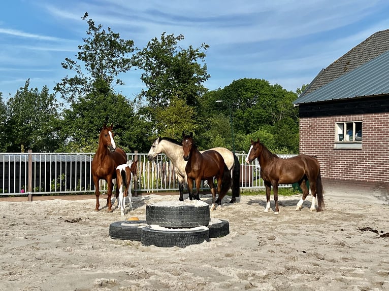 Barockpinto Stute 2 Jahre 165 cm Schecke in Kockengen