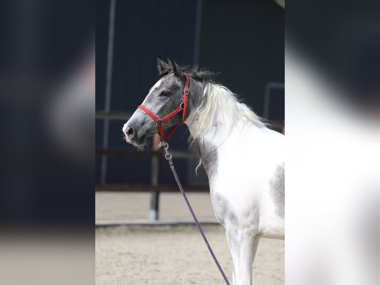 Barockpinto Mix Stute 2 Jahre Schecke in Zieuwent