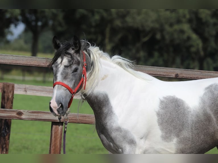 Barockpinto Mix Stute 2 Jahre Schecke in Zieuwent