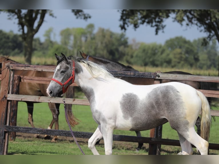 Barockpinto Mix Stute 2 Jahre Schecke in Zieuwent