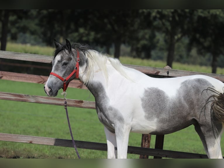 Barockpinto Mix Stute 2 Jahre Schecke in Zieuwent