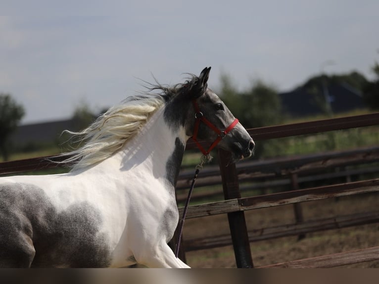 Barockpinto Mix Stute 2 Jahre Schecke in Zieuwent