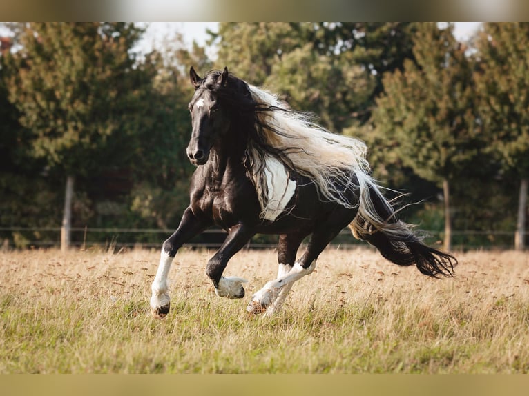 Barockpinto Stute 3 Jahre 158 cm Rappe in Halle