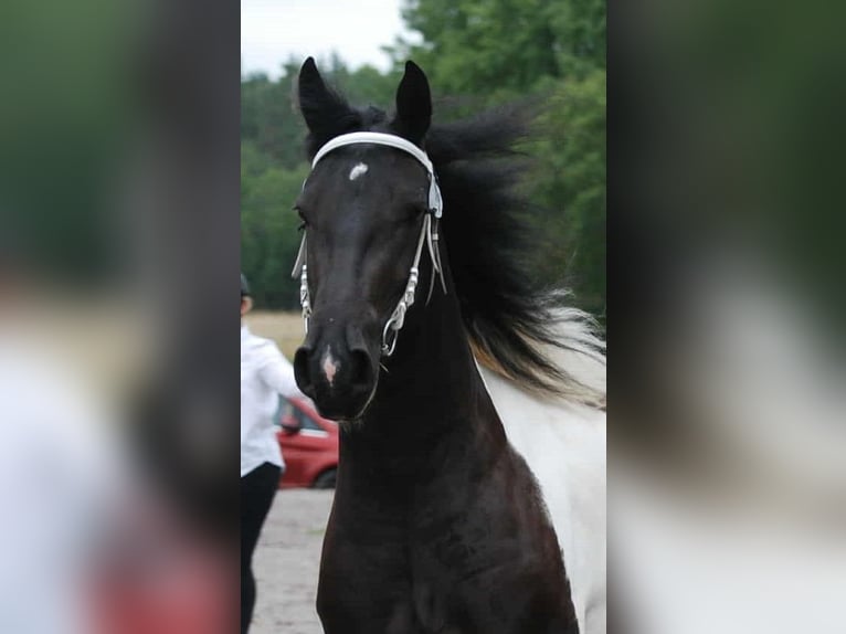 Barockpinto Stute 3 Jahre 161 cm Tobiano-alle-Farben in Eskilstuna